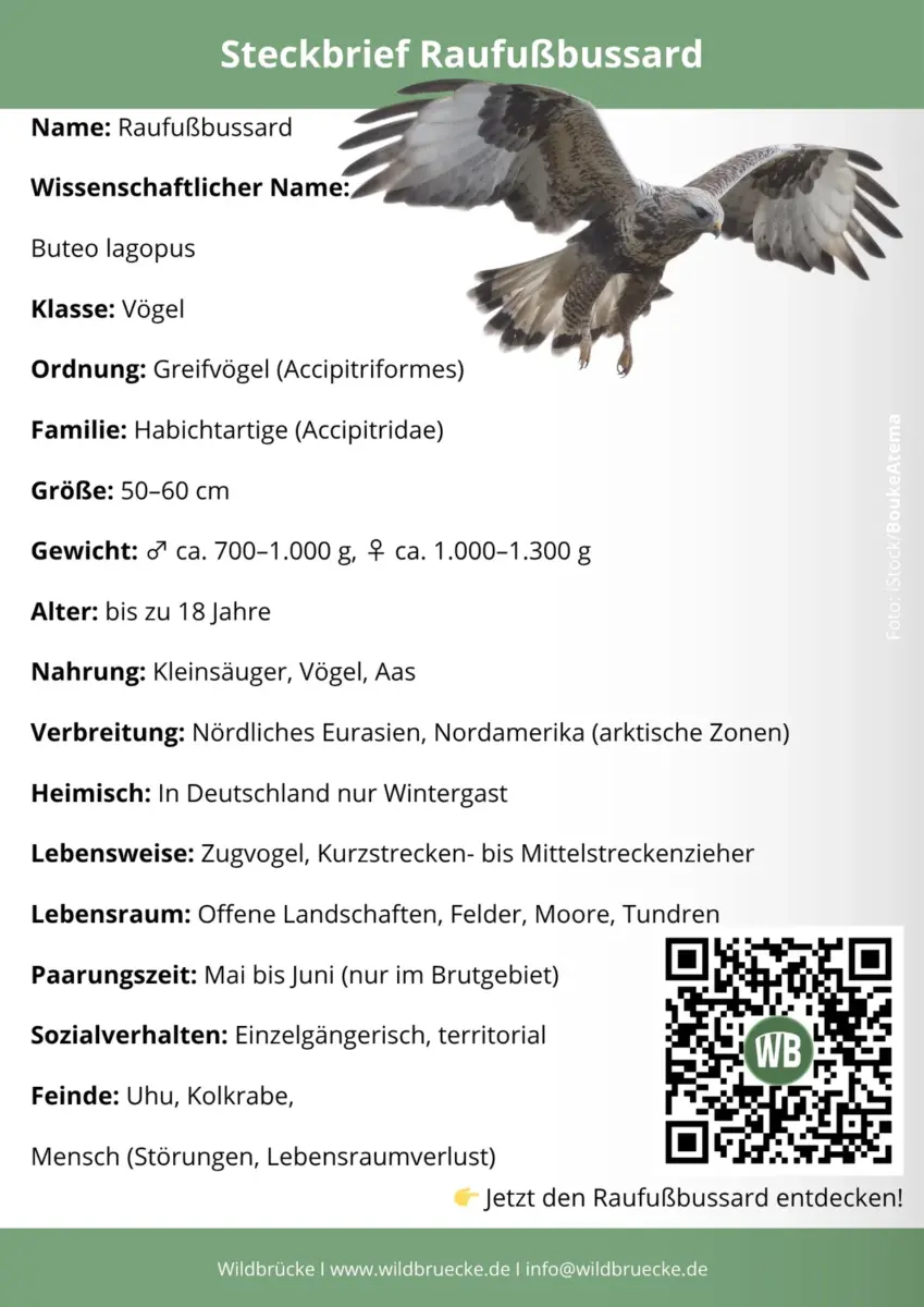 Raufußbussard Steckbrief