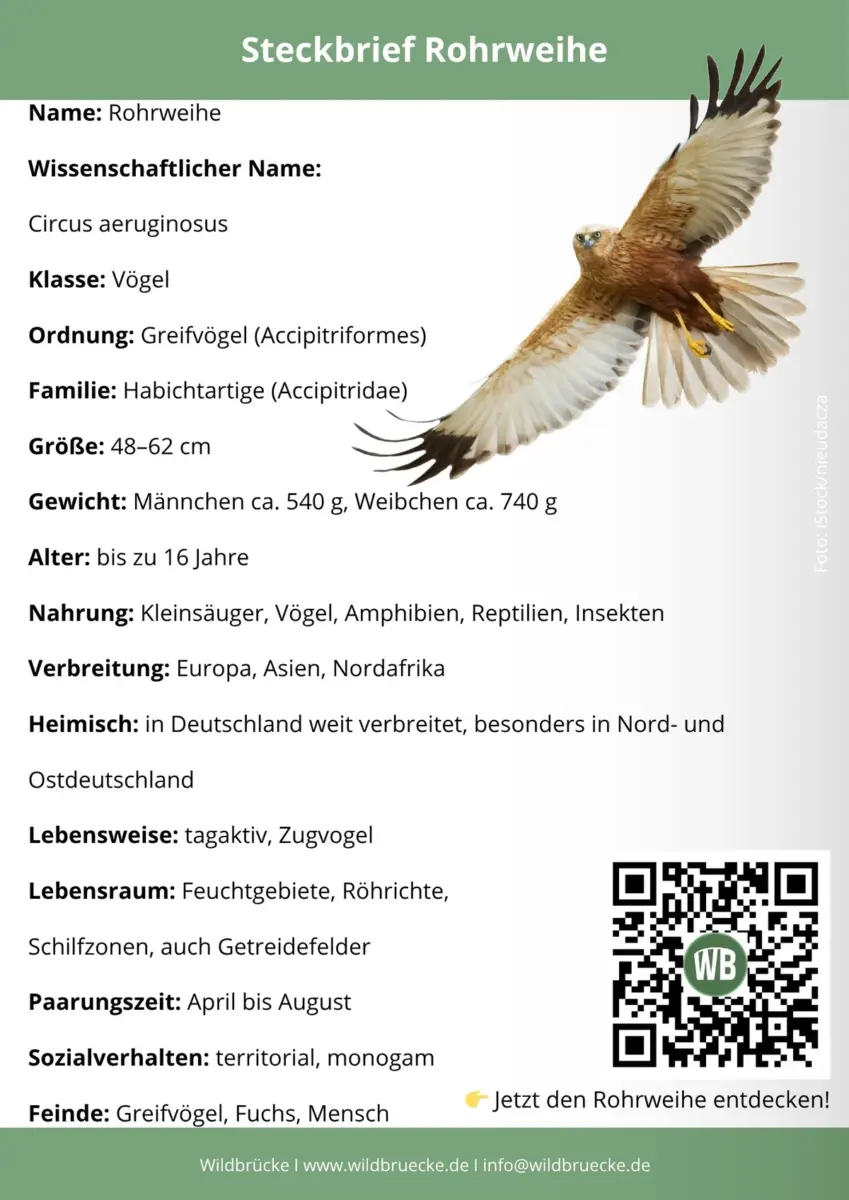 Rohrweihe Steckbrief