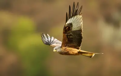 Rotmilan Besonderheiten: So faszinierend ist dieser heimische Greifvogel