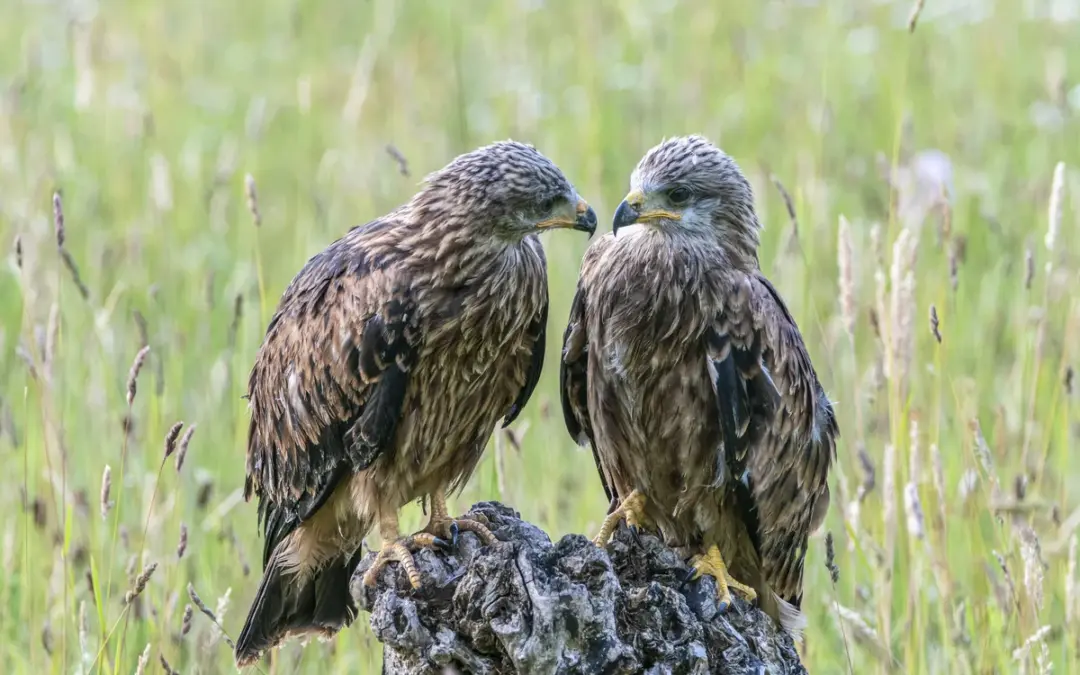 Rotmilan Brutzeit: So läuft die Aufzucht der Jungvögel ab