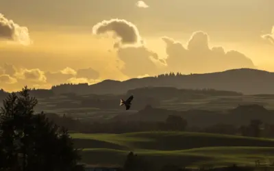 Rotmilan Lebensraum: Wo der elegante Greifvogel zu Hause ist