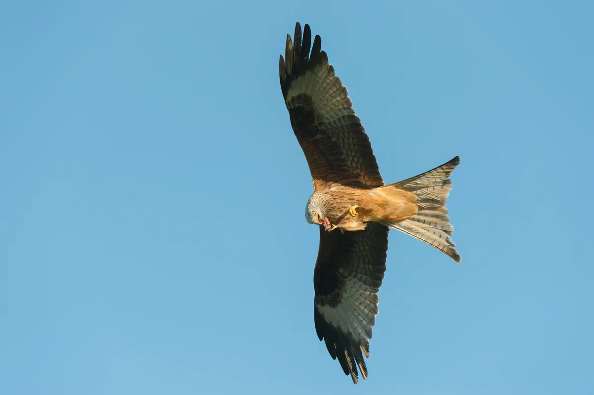 Rotmilan Nahrung - Vögel in Europa Rotmilan Nahrung - Vögel in Europa