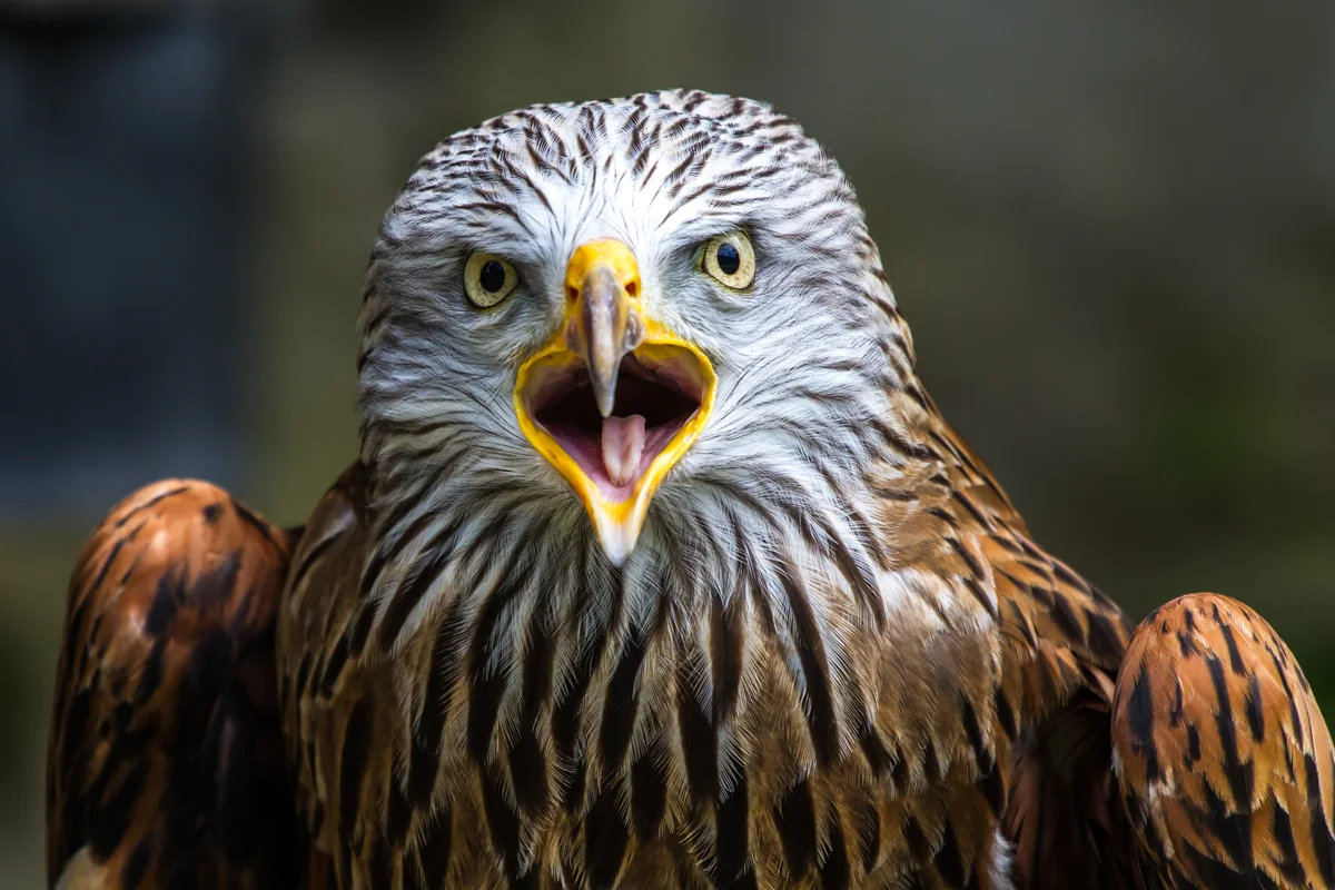 Rotmilan Ruf - Vögel in Europa