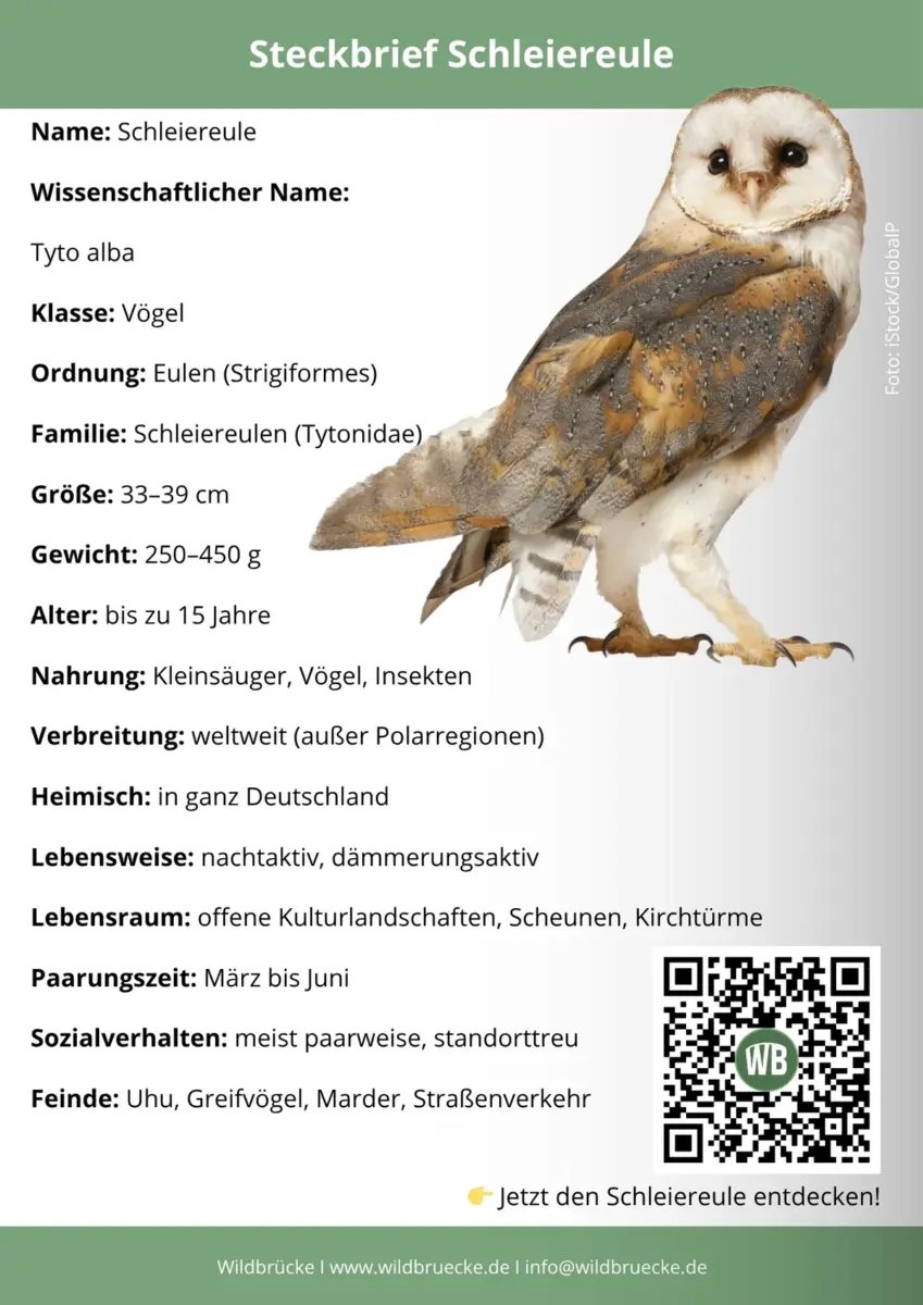 Schleiereule Steckbrief