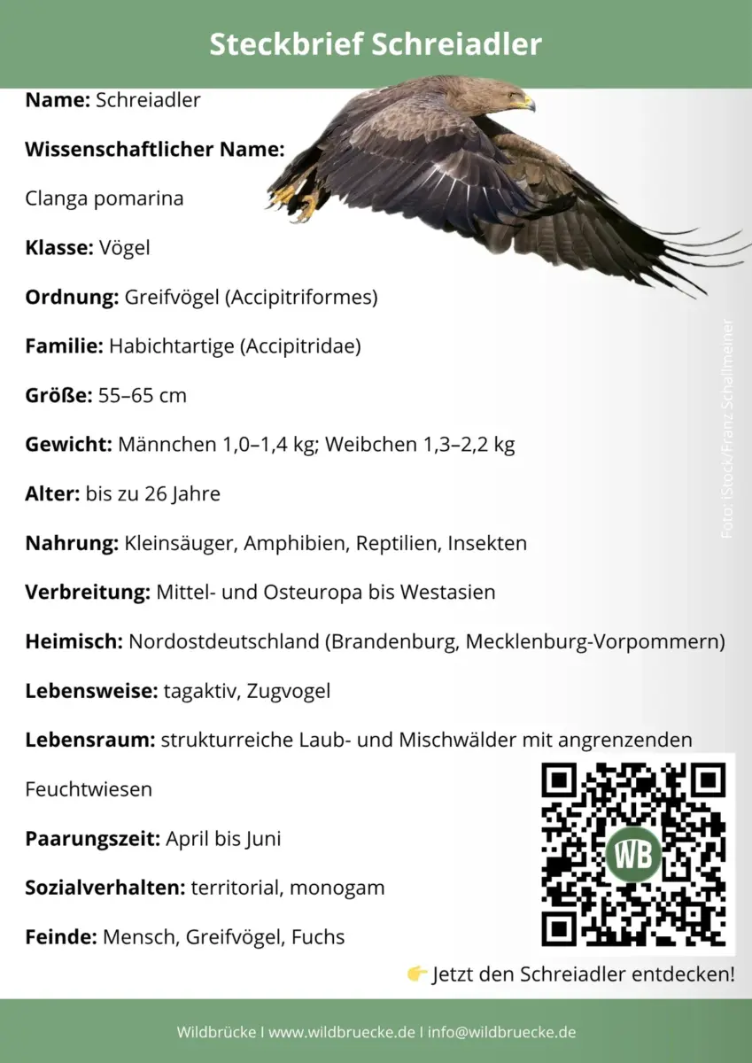 Schreiadler Steckbrief