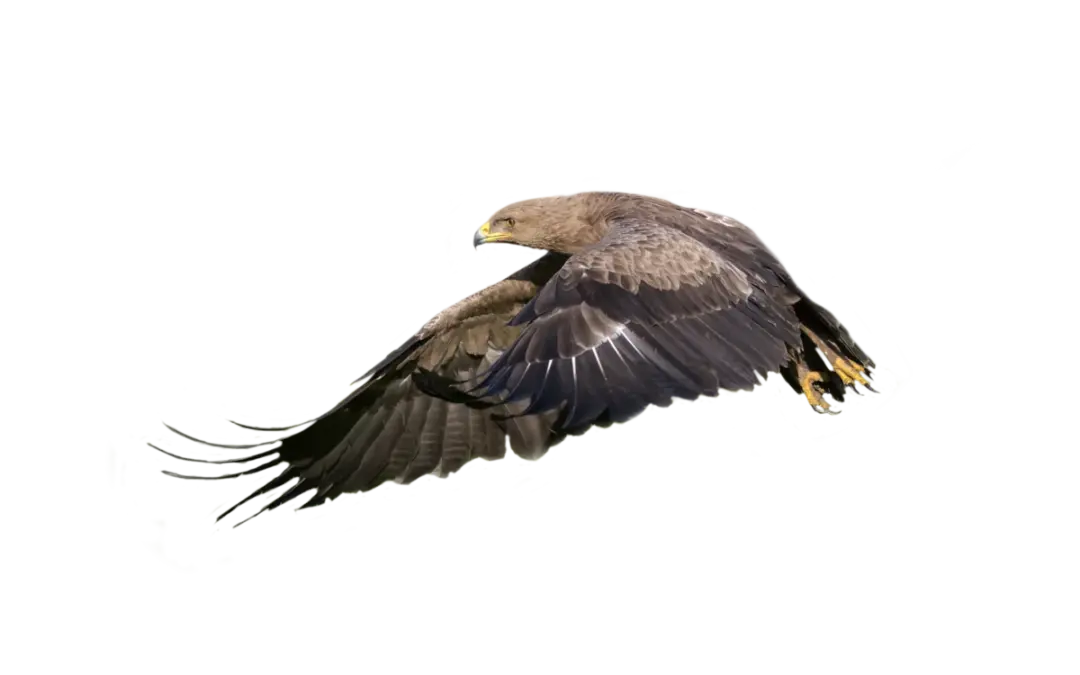 Schreiadler