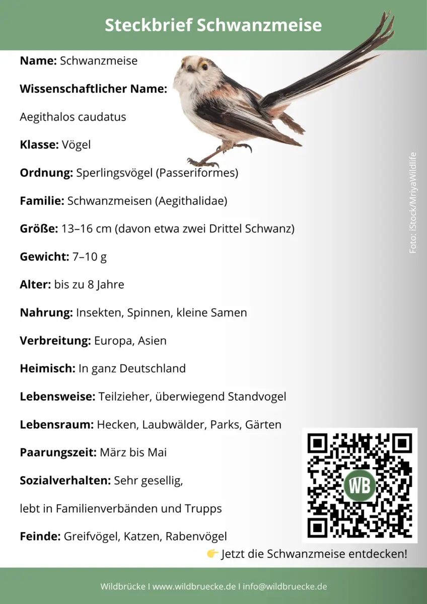Schwanzmeise Steckbrief