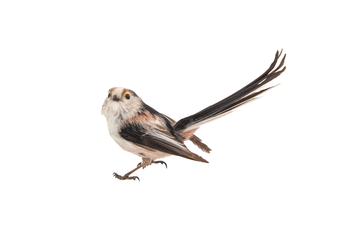 Schwanzmeise- Vögel in Europa