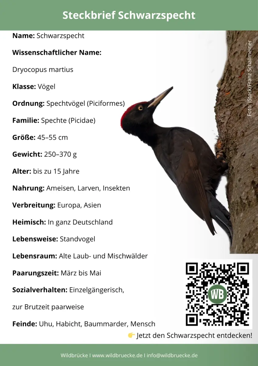 Schwarzspecht Steckbrief
