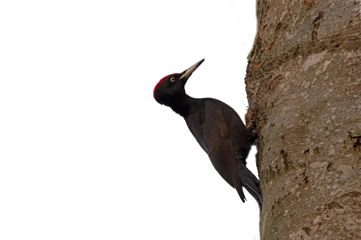 Schwarzspecht - Vögel in Europa