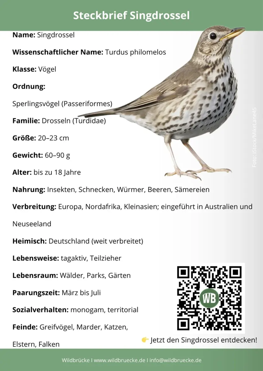 Singdrossel Steckbrief