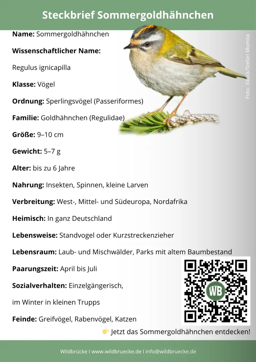 Sommergoldhähnchen Steckbrief