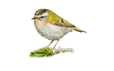 Sommergoldhähnchen