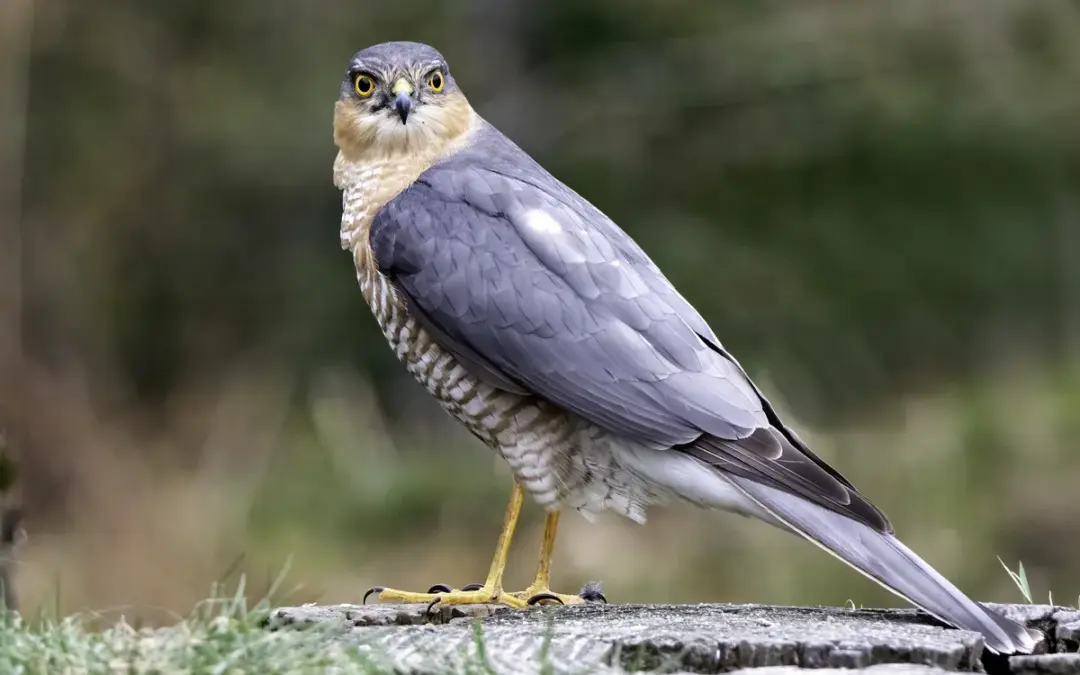 Sperber Männchen: Der flinke Jäger unter den heimischen Vögeln