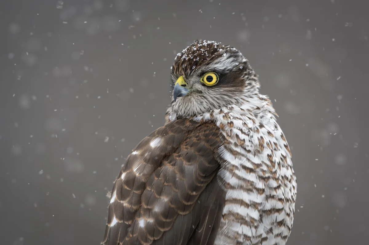 Sperber Weibchen - Vögel in Europa
