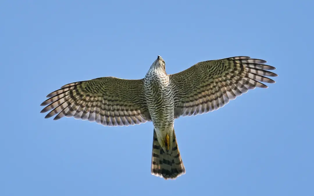 Sperber Flugbild: So erkennst du den kleinen Greifvogel im Flug