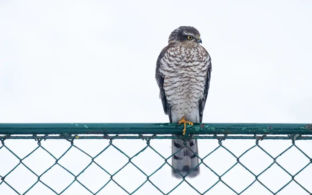 Sperber im Garten: So lebt der flinke Greifvogel mitten unter uns