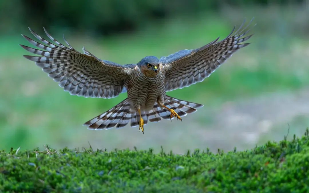 Sperber jagt im Garten: So kommt der flinke Greifvogel bis vor die Haustür