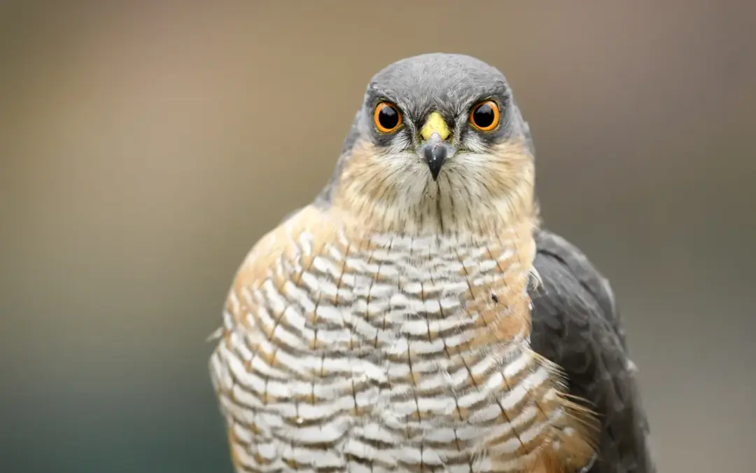 Sperber kleiner Greifvogel: Was ihn einzigartig unter den Vögeln macht