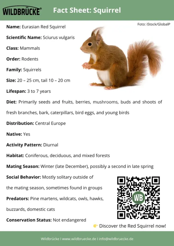Steckbrief Eichhörnchen-EN - Wildtiere in Europa