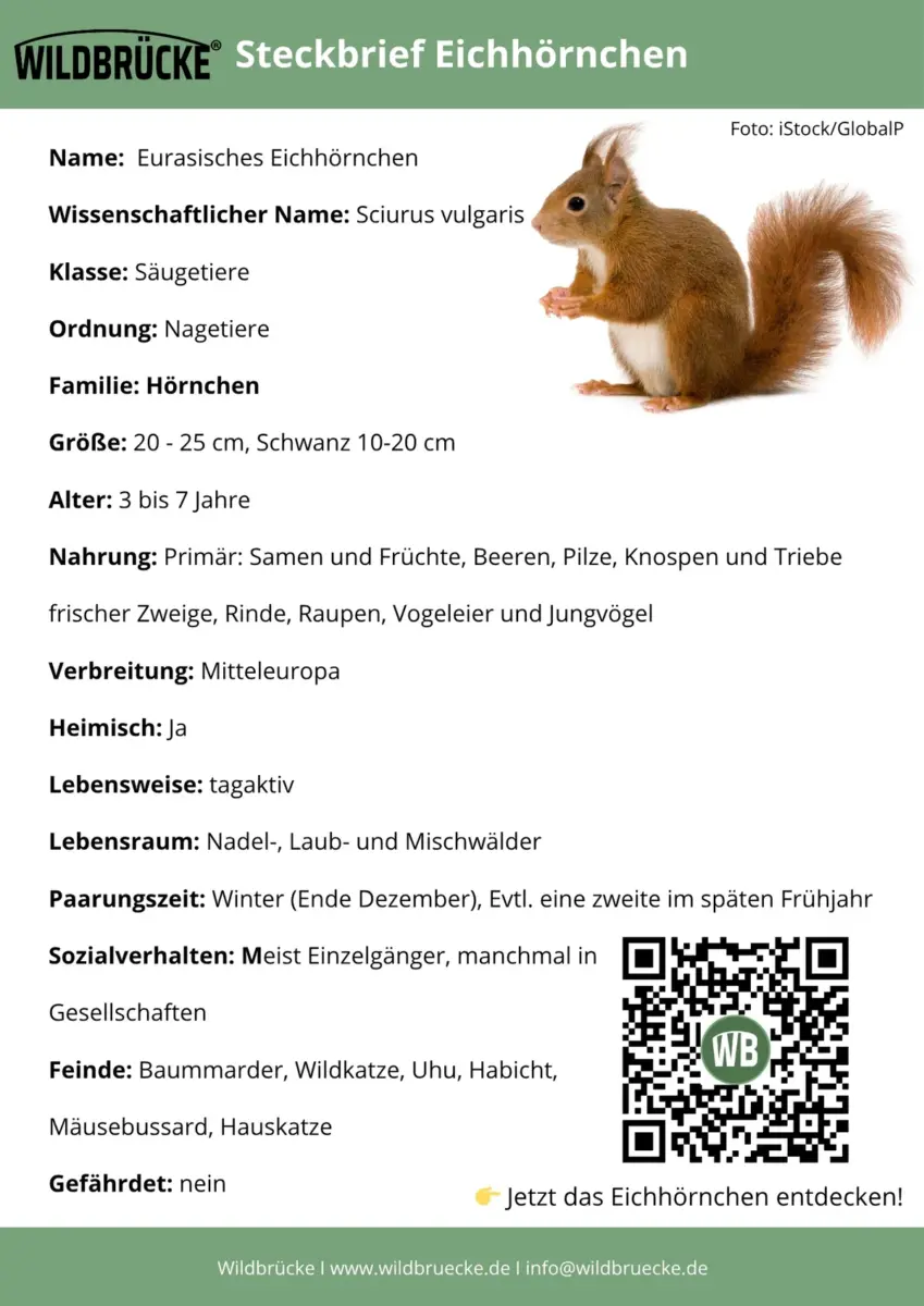 Eichhörnchen Steckbrief