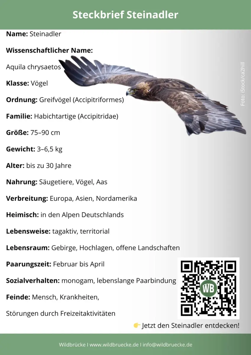 Steinadler Steckbrief