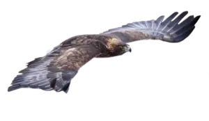 Steinadler - Vögel in Europa