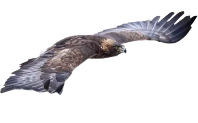 Steinadler
