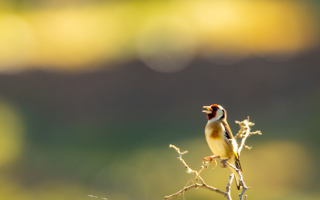 Stieglitz Gesang: Der fröhlich flötende Klang aus den Gärten Europas