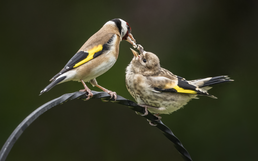 Stieglitz Jungvögel: Vom unscheinbaren Küken zum farbenfrohen Gartenvogel