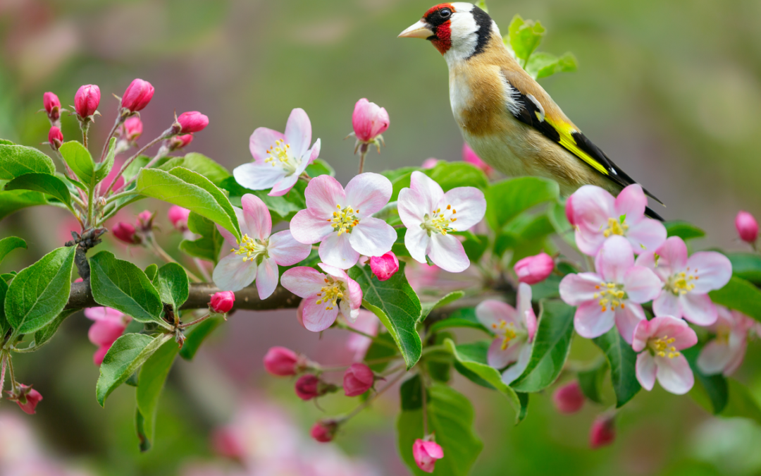 Stieglitz im Garten: So lockst du den bunten Finken an