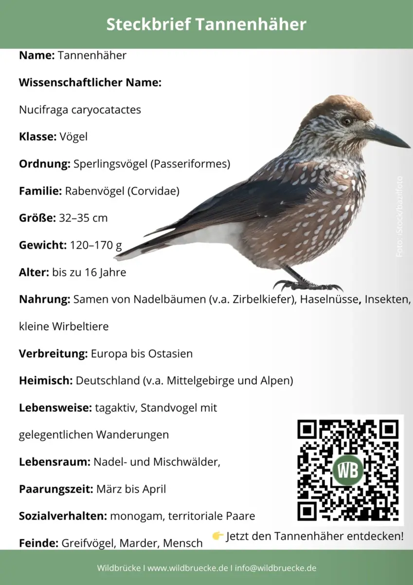 Tannenhäher Steckbrief