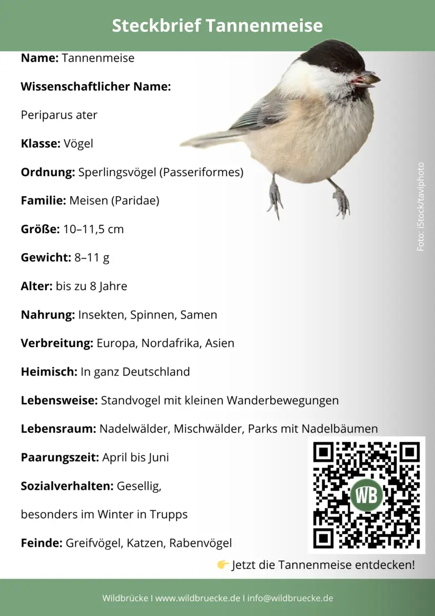 Tannenmeise Steckbrief