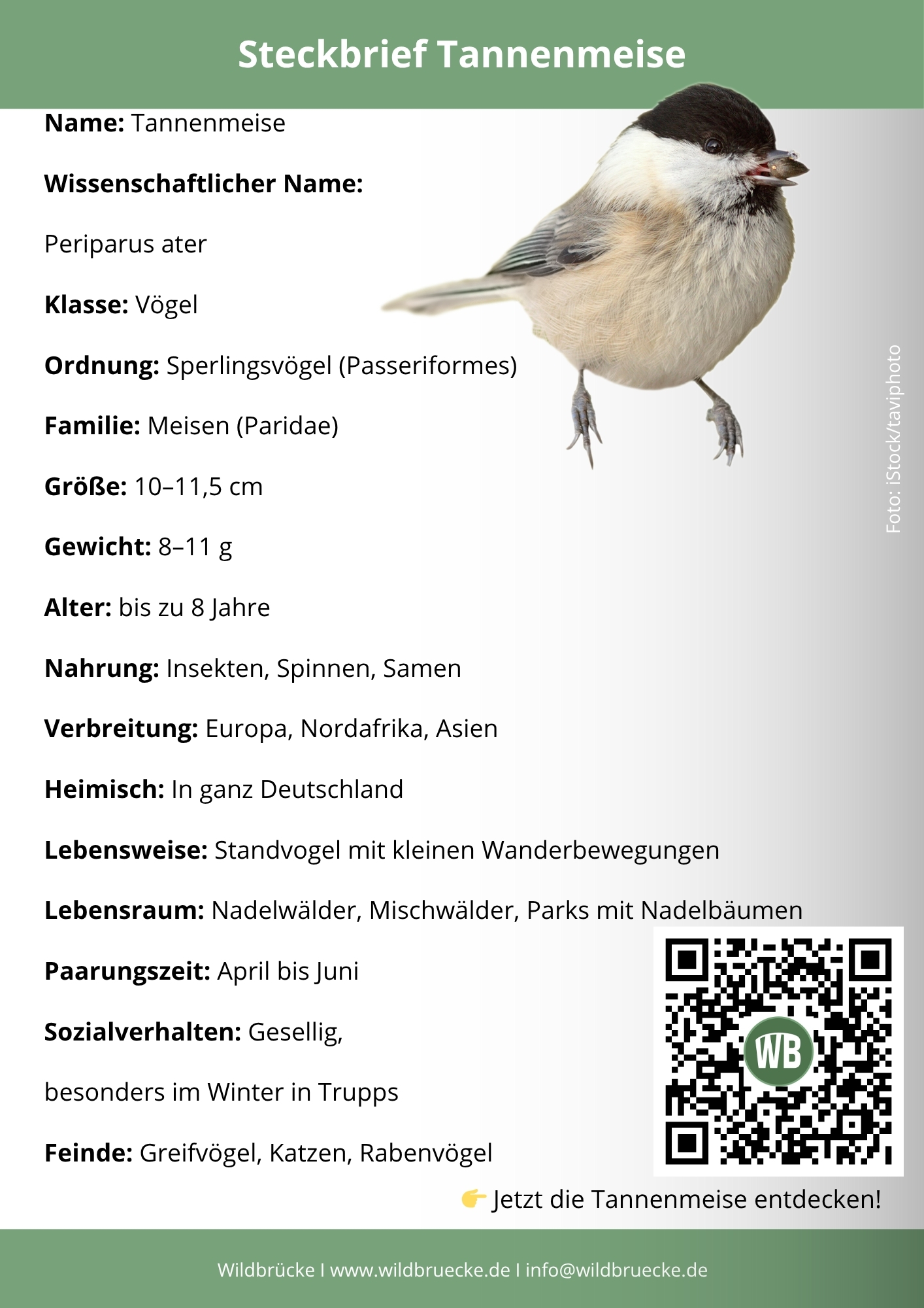 Tannenmeise Steckbrief - Vögel in Europa