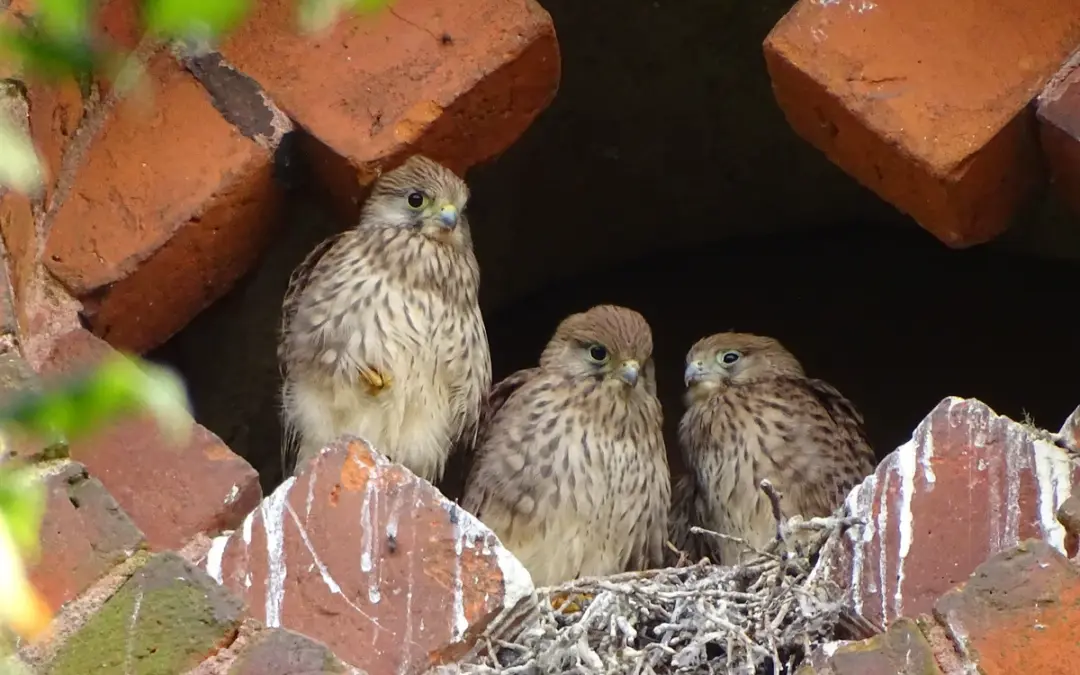 Turmfalke Brutzeit: Wie der kleine Greifvogel seinen Nachwuchs großzieht