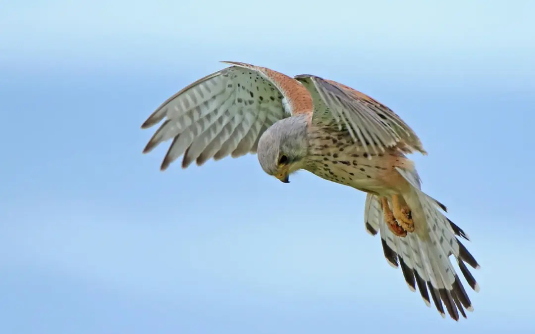 Turmfalke Flugbild: So erkennst du den eleganten Jäger am Himmel