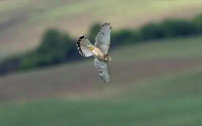 Turmfalke Geschwindigkeit: So schnell jagt der kleine Greifvogel durch die Lüfte