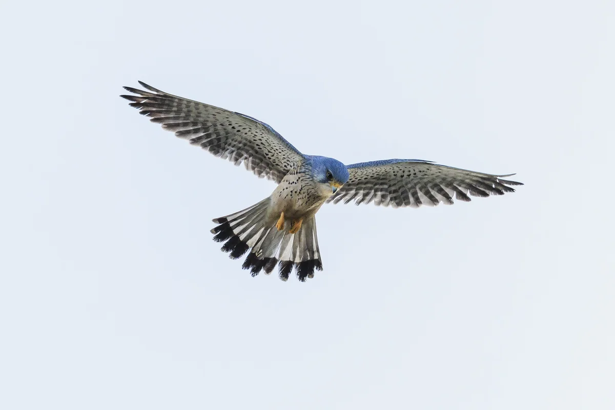 Turmfalke Größe - Vögel in Europa