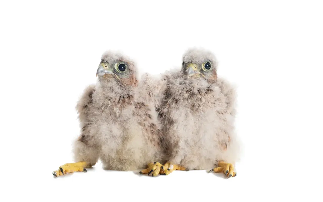 Turmfalke Jungvogel: So entwickelt sich der kleine Falke zum flinken Jäger