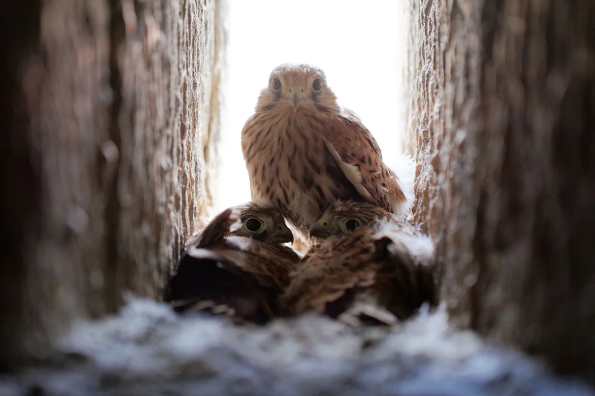 Turmfalke Nest Gebäudespalte - Vögel in Europa