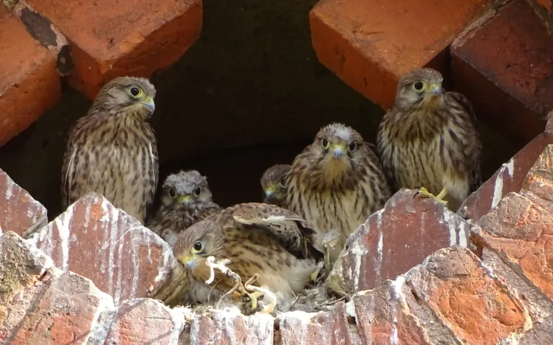 Turmfalke Nest: So wählen und nutzen die eleganten Jäger ihren Brutplatz