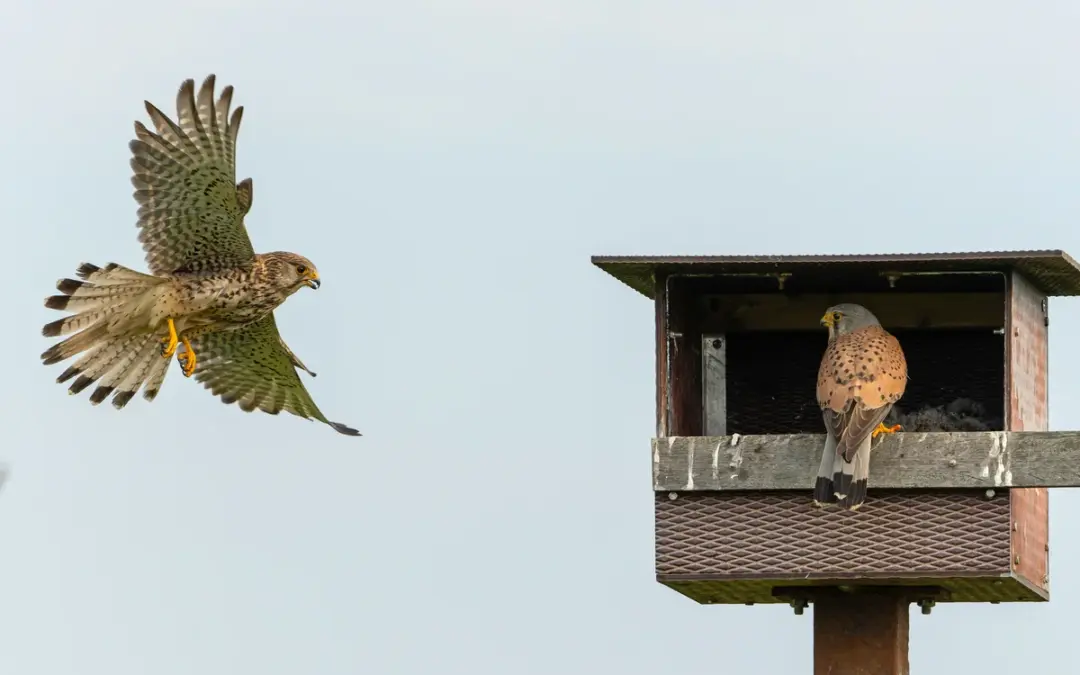 Turmfalke Nistkasten: So hilfst du dem eleganten Jäger beim Brüten