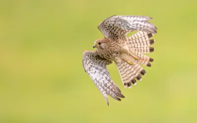 Turmfalke Ruf: So klingt der kleine Greifvogel wirklich