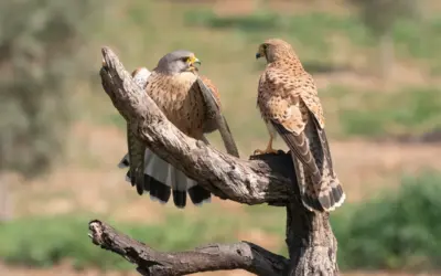 Turmfalke Vogelstimmen: So klingen die Rufe des eleganten Jägers