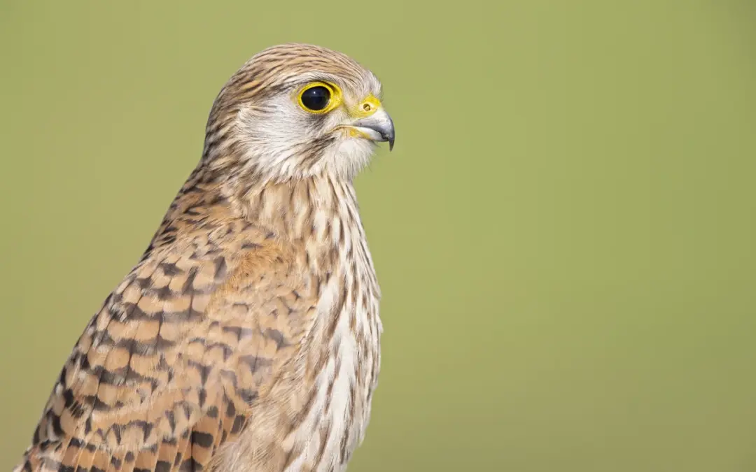 Turmfalke Weibchen: So erkennst du das Weibchen des eleganten Greifvogels
