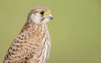 Turmfalke Weibchen: So erkennst du das Weibchen des eleganten Greifvogels