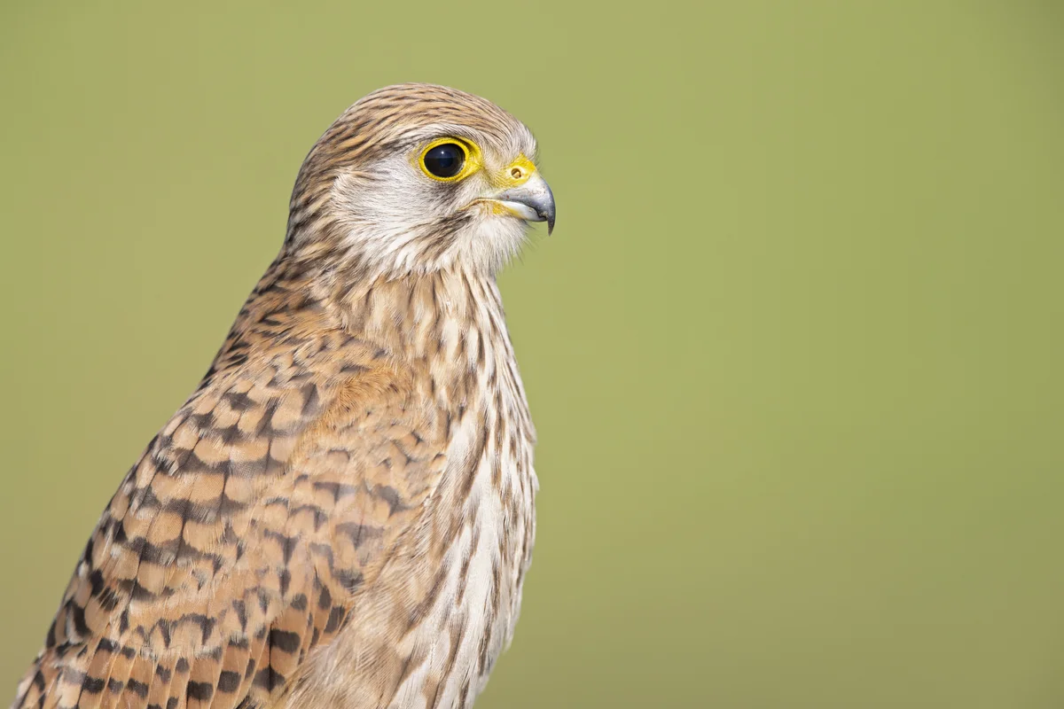 Turmfalke Weibchen - Vögel in Europa