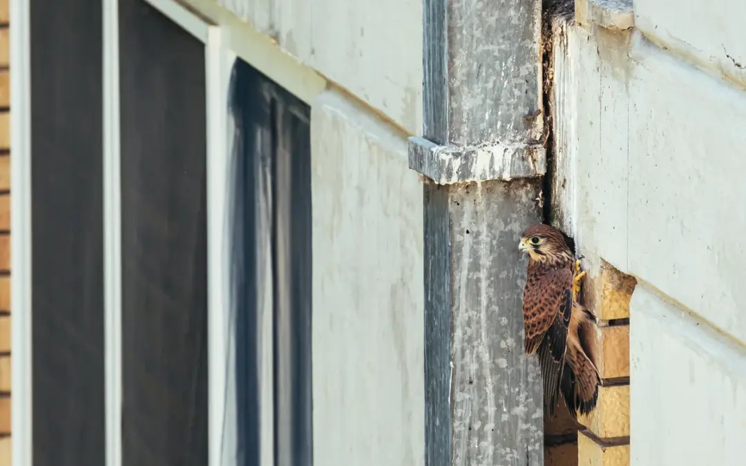 Turmfalke am Wohnhaus: Warum der kleine Greifvogel so gerne in Städten nistet