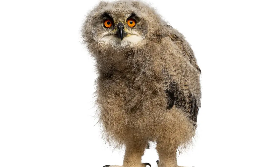 So wachsen Uhu Babys in europäischen Wäldern heran