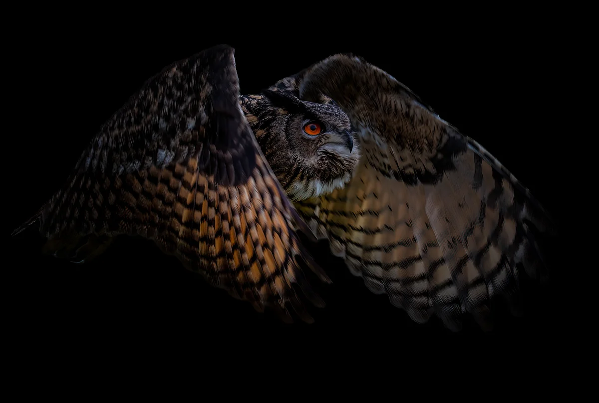 Uhu Geräusch - Vögel in Europa